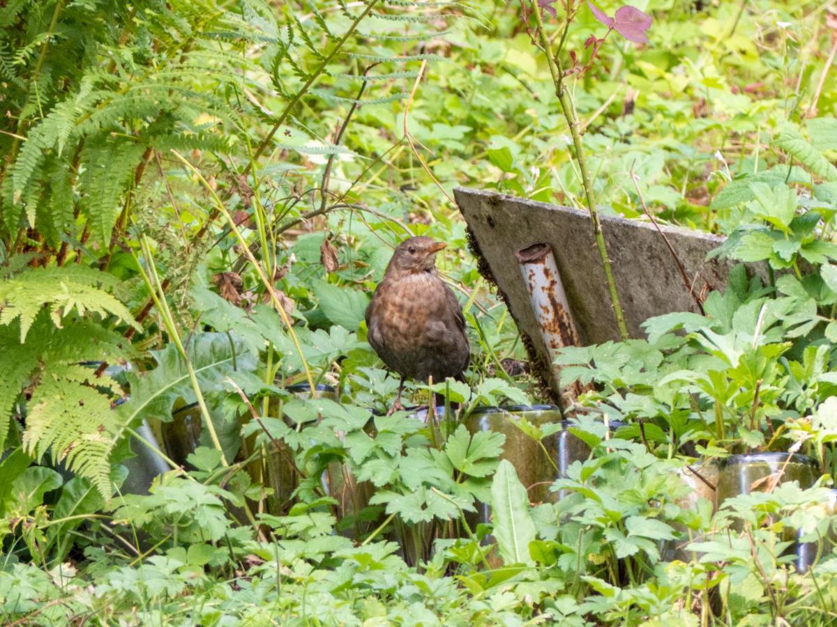 Appartement Entier Dans Un Ecrin De Verdure Thann Bagian luar foto